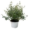 Eukalyptus 'Baby Blue', Busch, Topf-Ø 14 Cm, Höhe Ca. 25 Cm, 2er-Set -Günstiges Saat Zeit Geschäft 0680400001 Eucalyptus gunnii Busch T14 H25 83418