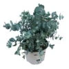 Eukalyptus, Busch, Topf-Ø 12 Cm, 3er-Set -Günstiges Saat Zeit Geschäft 0680400015 0680400048 0680400049 Eucalyptus gunnii 1 107143
