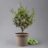 Olivenbaum, Busch, Topf-Ø 24 Cm, Höhe Ca. 80 Cm 1 Olivenbaum, Busch, Topf-Ø 24 Cm, Höhe Ca. 80 Cm -Günstiges Saat Zeit Geschäft 0681100004 Koelle Olea europaea T24 Busch 1 125584