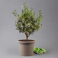 Olivenbaum, Busch, Topf-Ø 24 Cm, Höhe Ca. 80 Cm