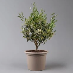 Olivenbaum, Busch, Topf-Ø 24 Cm, Höhe Ca. 80 Cm 12 Olivenbaum, Busch, Topf-Ø 24 Cm, Höhe Ca. 80 Cm -Günstiges Saat Zeit Geschäft 0681100004 Koelle Olea europaea T24 Busch 2 125585
