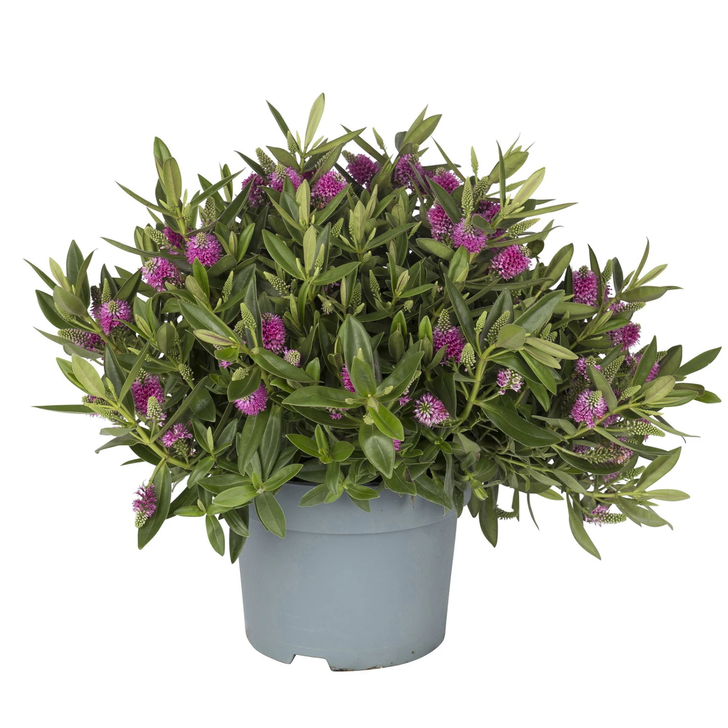 Hebe Rosa-pink, Topf-Ø 19 Cm, 2er-Set 3 Hebe Rosa-pink, Topf-Ø 19 Cm, 2er-Set