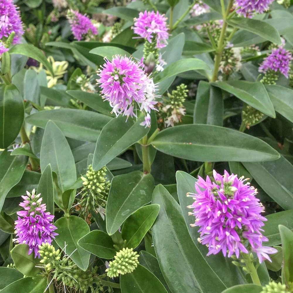 Hebe Rosa-pink, Topf-Ø 19 Cm, 2er-Set 4 Hebe Rosa-pink, Topf-Ø 19 Cm, 2er-Set – Bild 2