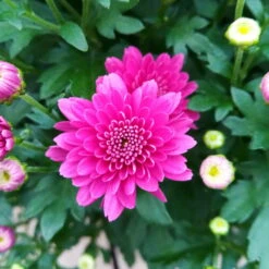 Chrysanthemen 'Trio', Gelb/lila/weiß, Topf-Ø 19 Cm, 2er-Set -Günstiges Saat Zeit Geschäft 0690130121 Chrysanthemum multiflora Buesche lila image005 79583