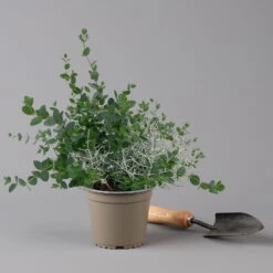 Silberdraht & Eukalyptus, Topf-Ø 13 Cm, 6er-Set -Günstiges Saat Zeit Geschäft 0690160042 Calocephalus Eukalyptus T13 6er Set Duo 2 125577