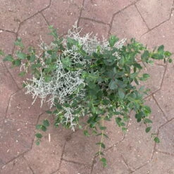 Silberdraht & Eukalyptus, Topf-Ø 13 Cm, 6er-Set -Günstiges Saat Zeit Geschäft 0690160042 calocephalus eukalyptus 5 122650