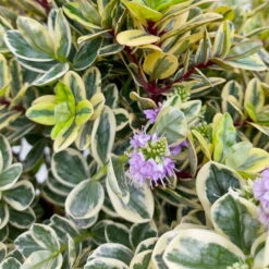 Hebe Buntlaubig, Topf-Ø 23 Cm -Günstiges Saat Zeit Geschäft 0690190031 Hebe Addenda T23 buntlaubig 7 114002