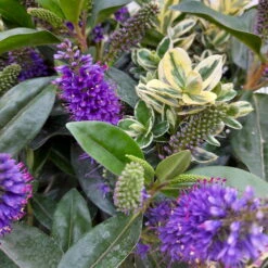 Hebe 'Duo Twin' Bunt, Topf-Ø 23 Cm -Günstiges Saat Zeit Geschäft 0690190079 Hebe Addenda T23 Duo gruen bunt 8 114151