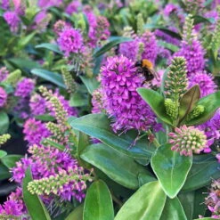 Hebe Farbe Zufällig, Topf-Ø 23 Cm -Günstiges Saat Zeit Geschäft 0690190095 Koelle Hebe Addenda T23 in Farben 2 113660