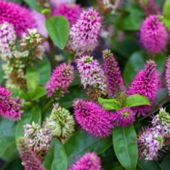 Hebe Farbe Zufällig, Topf-Ø 23 Cm -Günstiges Saat Zeit Geschäft 0690190095 Koelle Hebe Addenda T23 in Farben 7 113662