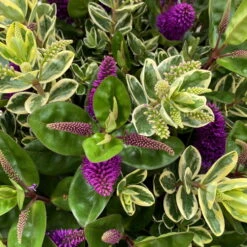 Hebe 'Duo Twin' Bunt, Topf-Ø 23 Cm -Günstiges Saat Zeit Geschäft 0690190117 Koelle Hebe Duo Twin T23 zweifarbig WS 2 95912