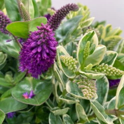 Hebe 'Duo Twin' Bunt, Topf-Ø 23 Cm -Günstiges Saat Zeit Geschäft 0690190117 Koelle Hebe Duo Twin T23 zweifarbig WS 6 95910