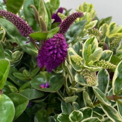 Hebe 'Duo Twin' Bunt, Topf-Ø 23 Cm -Günstiges Saat Zeit Geschäft 0690190117 Koelle Hebe Duo Twin T23 zweifarbig WS 7 95911