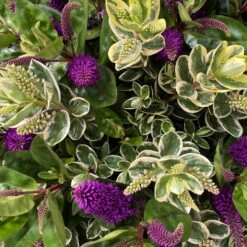 Hebe 'Duo Twin' Bunt, Topf-Ø 23 Cm -Günstiges Saat Zeit Geschäft 0690190117 Koelle Hebe Duo Twin T23 zweifarbig WS 8 95913