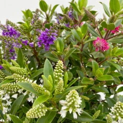 Hebe 'All Blooms®' Trio Rot-weiß-blau, Topf 17 Cm Ø -Günstiges Saat Zeit Geschäft 0690190153 Hebe All Blooms Trio T17 3 Farben pro Topf 10 114004