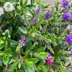 Hebe 'All Blooms®' Trio Rot-weiß-blau, Topf 17 Cm Ø -Günstiges Saat Zeit Geschäft 0690190153 Hebe All Blooms Trio T17 3 Farben pro Topf 5 114005