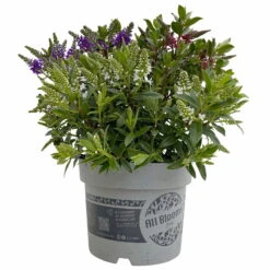 Hebe 'All Blooms®' Trio Rot-weiß-blau, Topf 17 Cm Ø -Günstiges Saat Zeit Geschäft 0690190153 Hebe All Blooms Trio T17 3 Farben pro Topf 7 114133