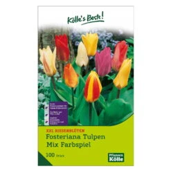 XXL Fosteriana Tulpen Mix Papiertüte 100 Blumenzwiebeln