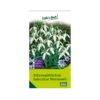 Schneeglöckchen, Galanthus Woronowii, 50 Blumenzwiebeln -Günstiges Saat Zeit Geschäft 0720500088 0720500089 0720500090 KB Schneegloeckchen Galanthus Woronowii weiss 115471