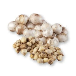 Zierlauchpaket 70 Alliumzwiebeln -Günstiges Saat Zeit Geschäft 0720800124 koelles beste allium kollektion zierlauch verschiedene sorten 70stueck gesamt 2673