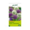 XXL Allium Mischung 'Riesenlauch Schönheiten', Weiß, Lila, 5 Blumenzwiebeln -Günstiges Saat Zeit Geschäft 0720800174 KB Kollektion Riesenlauch Schoenheiten Allium Mischung XXL 1 94238