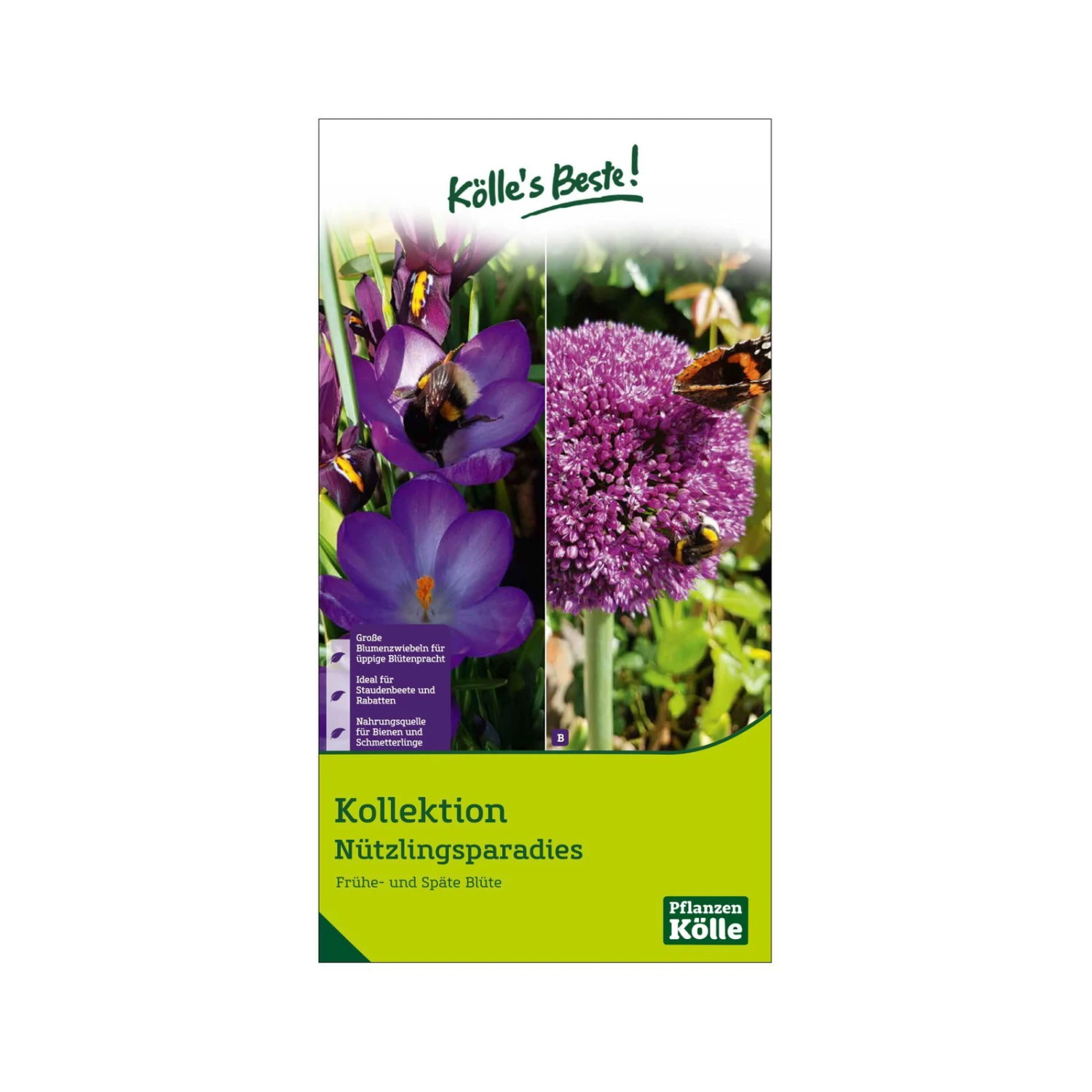 Krokus-Kollektion 'Nützlingsparadies', Blau, Pink, 35 Blumenzwiebeln 3 Krokus-Kollektion 'Nützlingsparadies', Blau, Pink, 35 Blumenzwiebeln