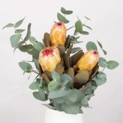 Blumenbund Protea & Eukalyptus, Inkl. Gratis Grußkarte -Günstiges Saat Zeit Geschäft 1025700019 Strauss Protea Grandiflora 1 101679