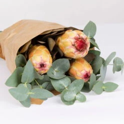 Blumenbund Protea & Eukalyptus, Inkl. Gratis Grußkarte -Günstiges Saat Zeit Geschäft 1025700019 Strauss Protea Grandiflora 2 1 101682