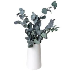 Eucalyptus Cinerea, Getrocknet, Ca. 50 Cm Lang -Günstiges Saat Zeit Geschäft 1055300001 Eukalyptus Natur 100gr gefriergetrocknet 2 83163