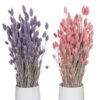Lila & Rosa Glanzgras, 2er-Set, Länge Ca. 70 Cm 1 Lila & Rosa Glanzgras, 2er-Set, Länge Ca. 70 Cm -Günstiges Saat Zeit Geschäft 1055300007 Phalaris 2er Set rosa und lila 1 2 114834
