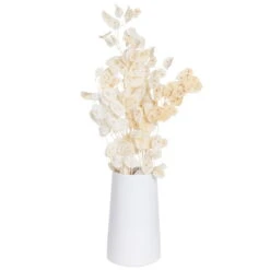 Silbertaler, Getrocknet, Lunaria, Ca. 80 Cm Lang -Günstiges Saat Zeit Geschäft 1055300008 Lunaria weiss mit Tuete 1 83201