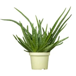 Bio Aloe 'Sweet', Topf-Ø 12 Cm, 2er-Set 13 Bio Aloe 'Sweet', Topf-Ø 12 Cm, 2er-Set -Günstiges Saat Zeit Geschäft 1610200312 Blu Bio Aloe vera Sweet 2er Set 1 109456