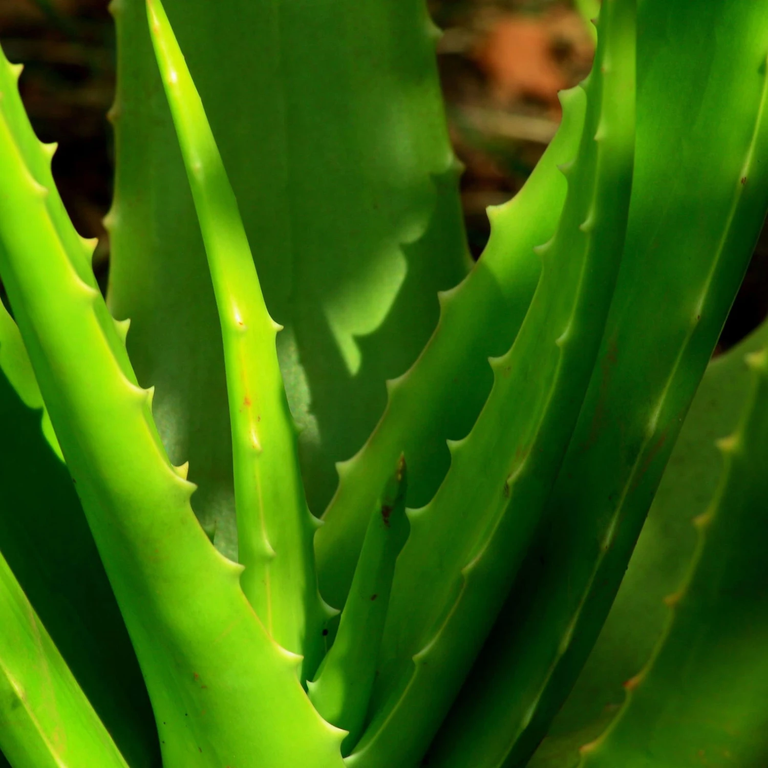 Bio Aloe 'Sweet', Topf-Ø 12 Cm, 2er-Set 3 Bio Aloe 'Sweet', Topf-Ø 12 Cm, 2er-Set