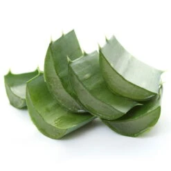 Bio Aloe 'Sweet', Topf-Ø 12 Cm, 2er-Set 15 Bio Aloe 'Sweet', Topf-Ø 12 Cm, 2er-Set -Günstiges Saat Zeit Geschäft 1610200312 Blu Bio Aloe vera Sweet 2er Set 4 109459