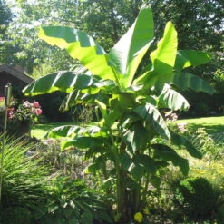 Bananenpflanze, Topf-Ø 17 Cm, Höhe Ca. 60 Cm, 2er-Set -Günstiges Saat Zeit Geschäft 1610200313 Blu Bio Banane T12 2er Set Musa basjoo winterhart WS 1 109598 1