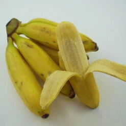 Bananenpflanze, Topf-Ø 17 Cm, Höhe Ca. 60 Cm, 2er-Set -Günstiges Saat Zeit Geschäft 1610200313 Blu Bio Banane T12 2er Set Musa basjoo winterhart WS 3 109596 1