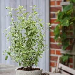 Bio Pfirsichsalbei, Topf-Ø 12 Cm, 3er-Set -Günstiges Saat Zeit Geschäft 1610200316 Blu Bio Pfirsichsalbei T12 3er Set Salvia greggii variegata 4 109602