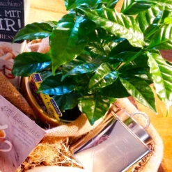 Blu Bio Kaffeepflanze, Topf-Ø 12 Cm, 2er Set -Günstiges Saat Zeit Geschäft 1610200353 Blu Bio Kaffee Echter T12 2er Set Coffea arabica 5 122693