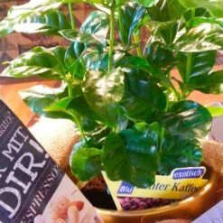 Blu Bio Kaffeepflanze, Topf-Ø 12 Cm, 2er Set -Günstiges Saat Zeit Geschäft 1610200353 Blu Bio Kaffee Echter T12 2er Set Coffea arabica 6 122692