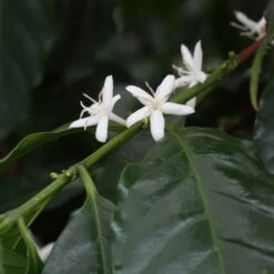 Blu Bio Kaffeepflanze, Topf-Ø 12 Cm, 2er Set -Günstiges Saat Zeit Geschäft 1610200353 blu bio kaffee echter 2 122665