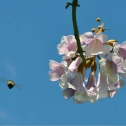 Bio Blauglockenbaum, Co2-Klimabaum 'NordMax21‘ ®, Topf-Ø 15 Cm -Günstiges Saat Zeit Geschäft 1615100163 Blu Klimabaum 10 121713