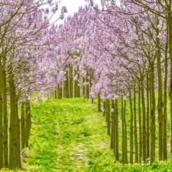 Bio Blauglockenbaum, Co2-Klimabaum 'NordMax21‘ ®, Topf-Ø 15 Cm -Günstiges Saat Zeit Geschäft 1615100163 Blu Klimabaum 11 121714