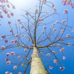 Bio Blauglockenbaum, Co2-Klimabaum 'NordMax21‘ ®, Topf-Ø 15 Cm -Günstiges Saat Zeit Geschäft 1615100163 Blu Klimabaum 12 121715