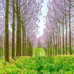 Bio Blauglockenbaum, Co2-Klimabaum 'NordMax21‘ ®, Topf-Ø 15 Cm -Günstiges Saat Zeit Geschäft 1615100163 Blu Klimabaum 13 121722