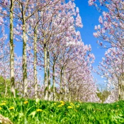 Bio Blauglockenbaum, Co2-Klimabaum 'NordMax21‘ ®, Topf-Ø 15 Cm -Günstiges Saat Zeit Geschäft 1615100163 Blu Klimabaum 14 121721