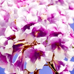 Bio Blauglockenbaum, Co2-Klimabaum 'NordMax21‘ ®, Topf-Ø 15 Cm -Günstiges Saat Zeit Geschäft 1615100163 Blu Klimabaum 15 121710