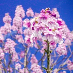 Bio Blauglockenbaum, Co2-Klimabaum 'NordMax21‘ ®, Topf-Ø 15 Cm -Günstiges Saat Zeit Geschäft 1615100163 Blu Klimabaum 16 121712