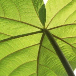 Bio Blauglockenbaum, Co2-Klimabaum 'NordMax21‘ ®, Topf-Ø 15 Cm -Günstiges Saat Zeit Geschäft 1615100163 Blu Klimabaum 17 121711