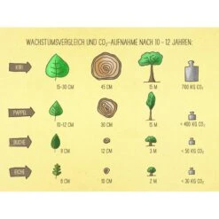 Bio Blauglockenbaum, Co2-Klimabaum 'NordMax21‘ ®, Topf-Ø 15 Cm -Günstiges Saat Zeit Geschäft 1615100163 Blu Klimabaum 18 121720