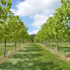 Bio Blauglockenbaum, Co2-Klimabaum 'NordMax21‘ ®, Topf-Ø 15 Cm -Günstiges Saat Zeit Geschäft 1615100163 Blu Klimabaum 3 121719